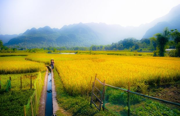 Mai Chau's golden rice fields in harvesting seasons